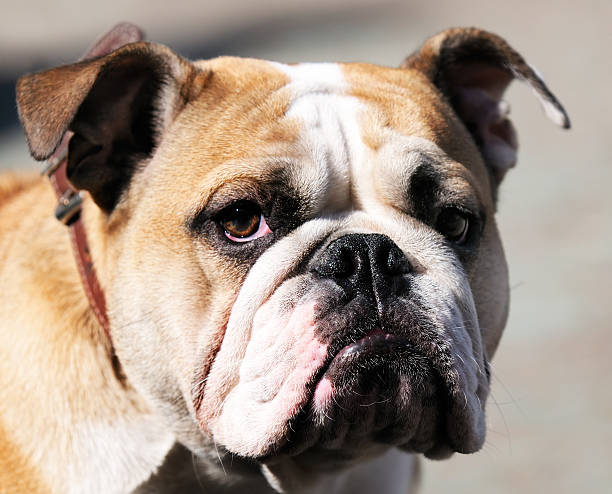 istock Bulldog portrait 120476714