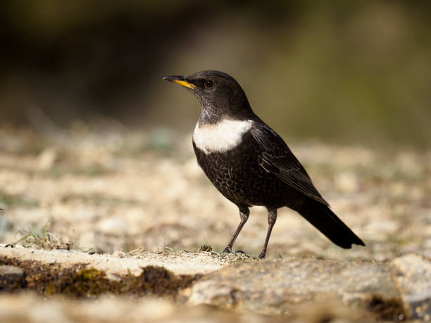 istock Ring ouzel, Turdus torquatus 1204769628