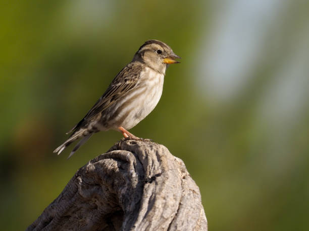 istock Rock sparow, Petronia petronia 1204769765