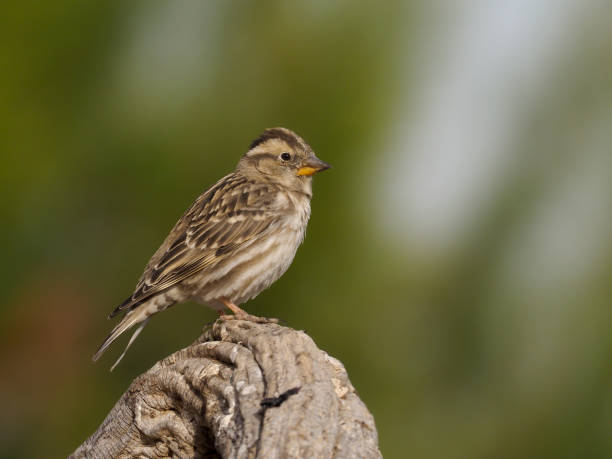 istock Rock sparow, Petronia petronia 1204769769