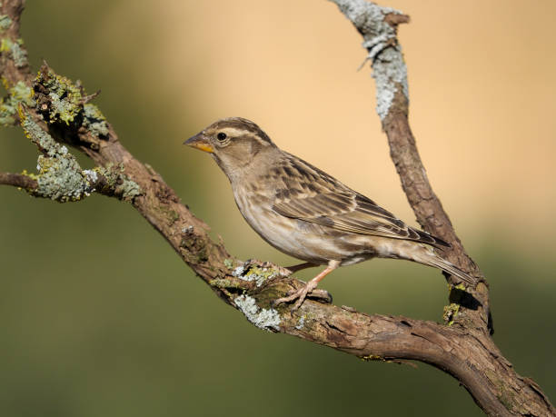 istock Rock sparow, Petronia petronia 1204769788
