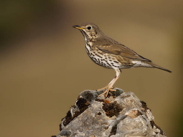 istock Song thrush, Turdus philomelos 1204769872