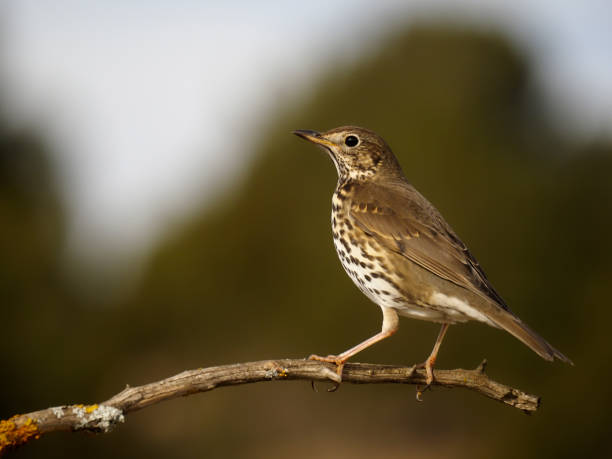istock Song thrush, Turdus philomelos 1204769939