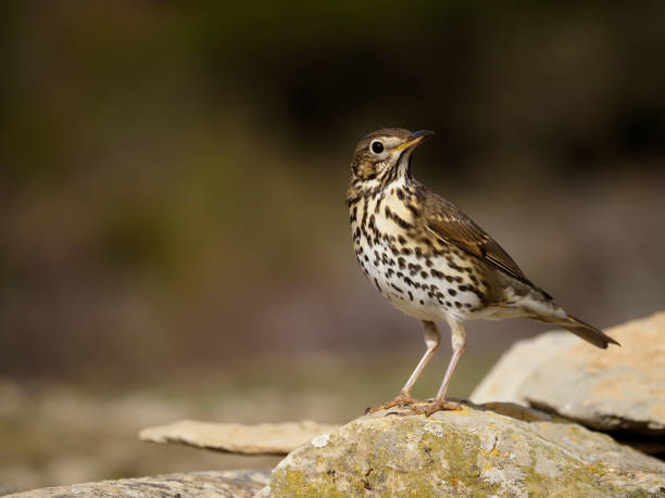 istock Song thrush, Turdus philomelos 1204769947