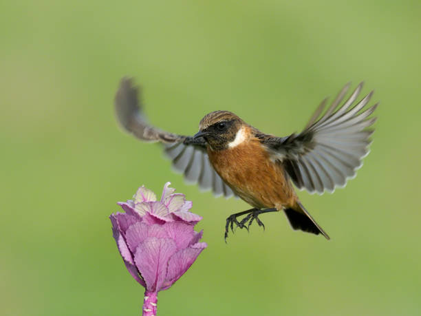 istock Stonechat, Saxicola rubicola 1204770007