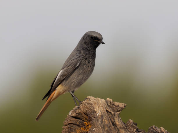 istock Black redstart, Phoenicurus ochruros 1204771569