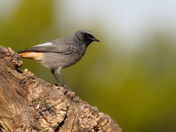 istock Black redstart, Phoenicurus ochruros 1204771593