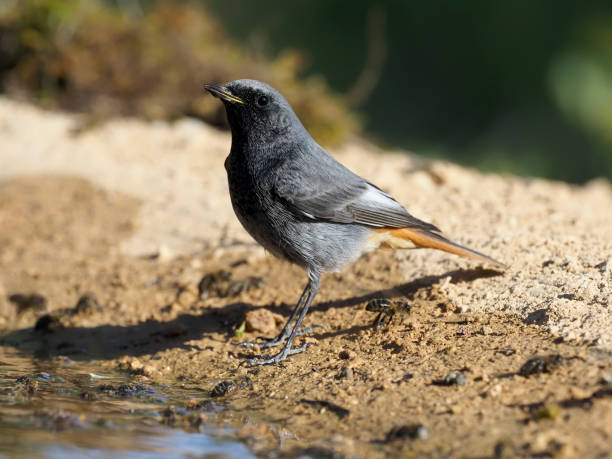 istock Black redstart, Phoenicurus ochruros 1204771637