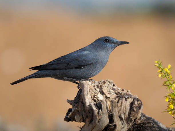 istock Blue rock- thrush, Monticola solitarius 1204771701
