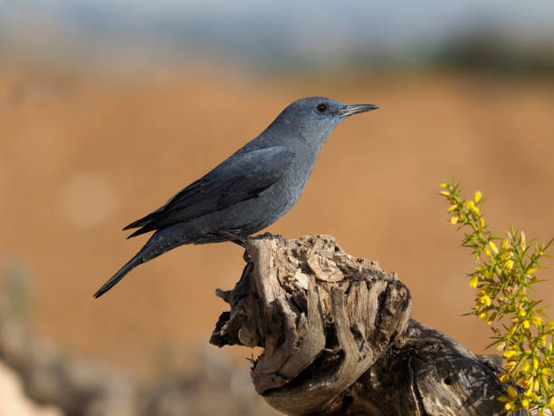 Blue rock- thrush, Monticola solitarius