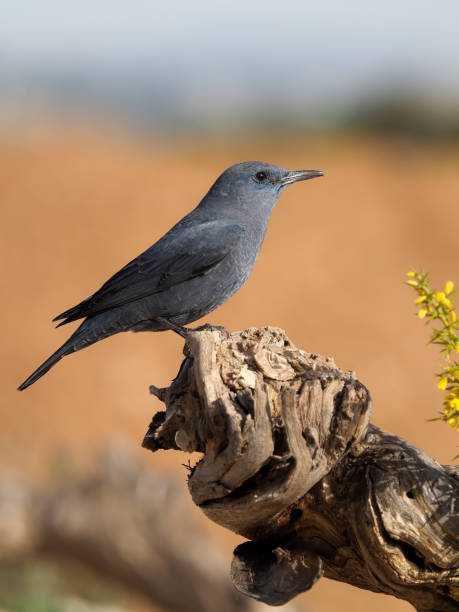 istock Blue rock- thrush, Monticola solitarius 1204771705