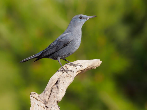 istock Blue rock- thrush, Monticola solitarius 1204771709