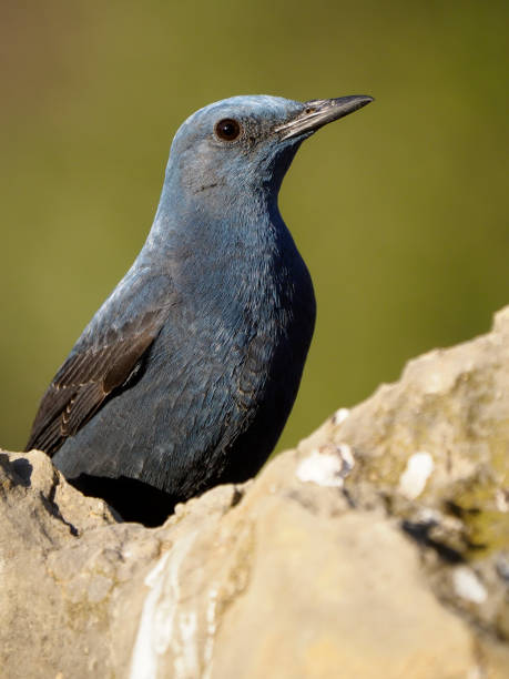 istock Blue rock- thrush, Monticola solitarius 1204771730