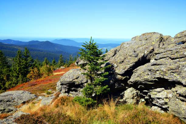 milli park bayerischer wald dağ manzarası, almanya. - wald stok fotoğraflar ve resimler