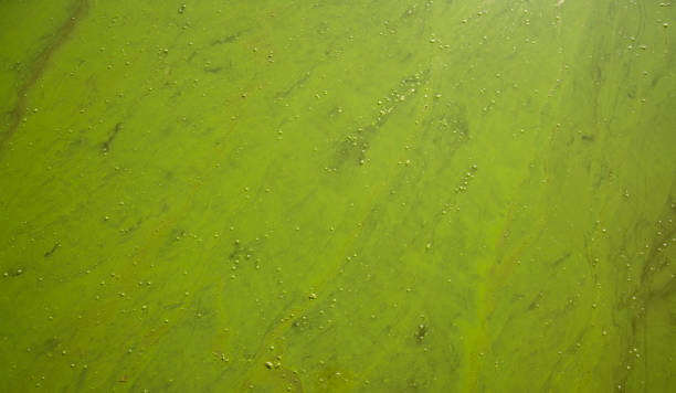 istock blossom chemical pollution river soft focus textured background water green surface 1204773603