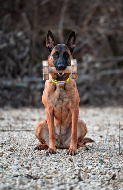 Vertical portrait of a young Malinois with a dumbbell stock photo