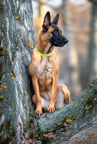 istock Malinois Belgian Shepherd puppy sitting on the branches of a large tree 1204774196