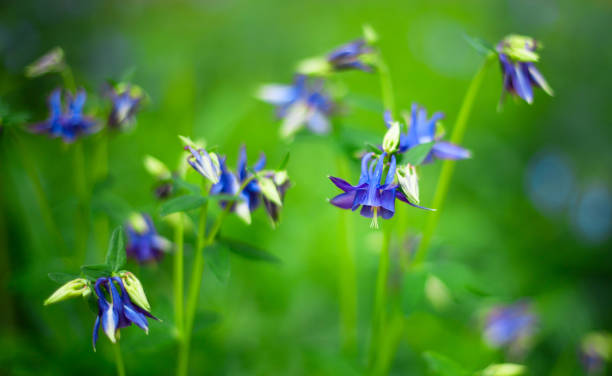 istock Aquilegia caerulea flower 1204774968