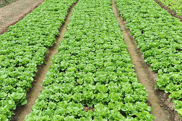 istock lettuce plant in field 120477523