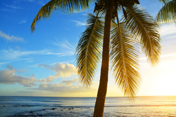 istock Coconut palm tree at tropical coast of Mauritius island. 1204775287
