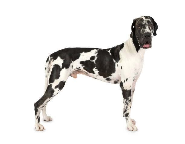 istock Thoroughbred Great Dane dog isolated on a white background 1204775605