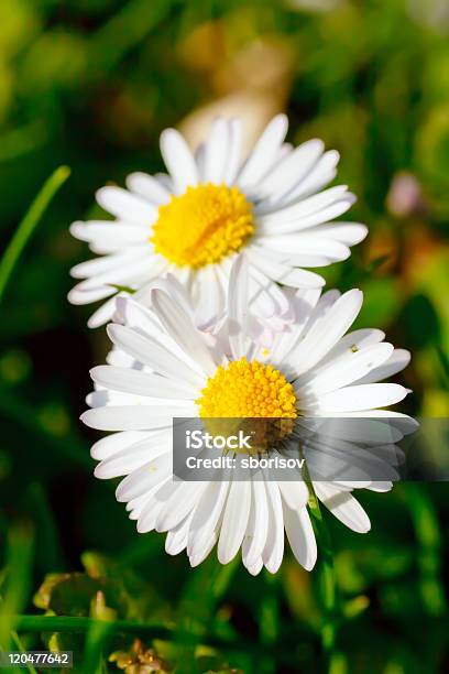 Fiori Margherita - Fotografie stock e altre immagini di Aiuola - Aiuola, Ambientazione esterna, Argyranthemum frutescens