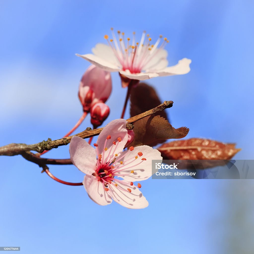 Fiore di ciliegio - Foto stock royalty-free di Ambientazione esterna