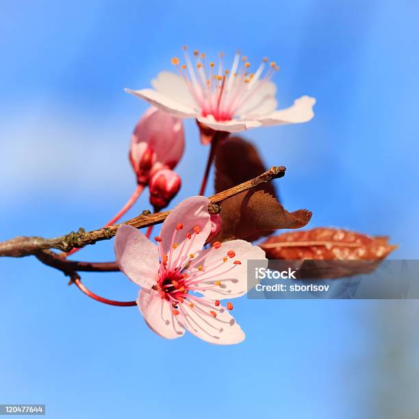 Fiore Di Ciliegio - Fotografie stock e altre immagini di Ambientazione esterna - Ambientazione esterna, Bellezza naturale, Blu