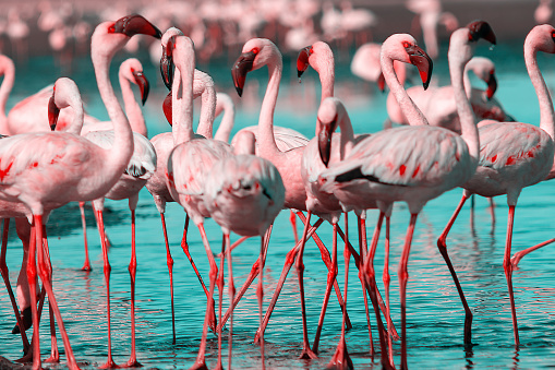 Wild african birds. Group birds of pink african flamingos  walking around the blue lagoon on a sunny day