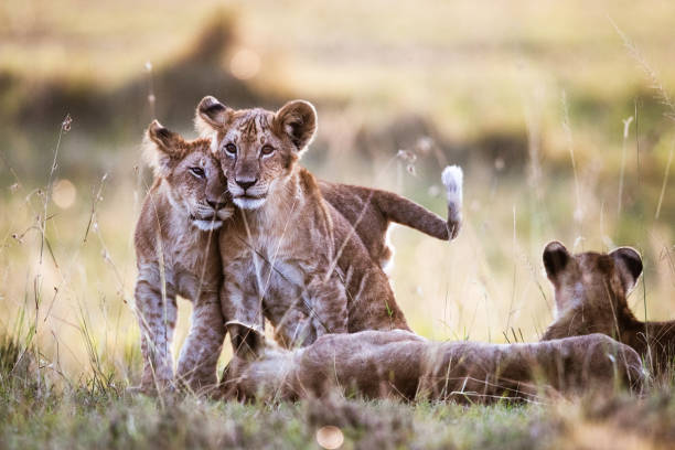 Affectionate lion cubs in nature. Loving lion cubs in the wild. national wildlife reserve stock pictures, royalty-free photos & images
