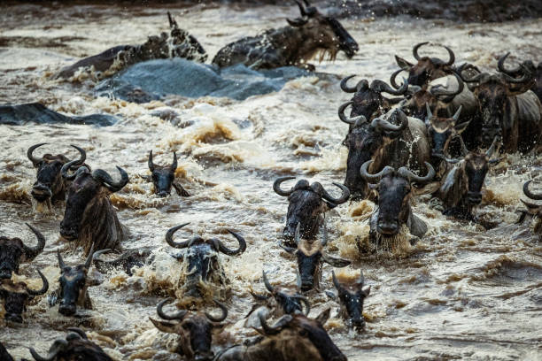 istock Great wildebeest migration in Masai Mara. 1204777373