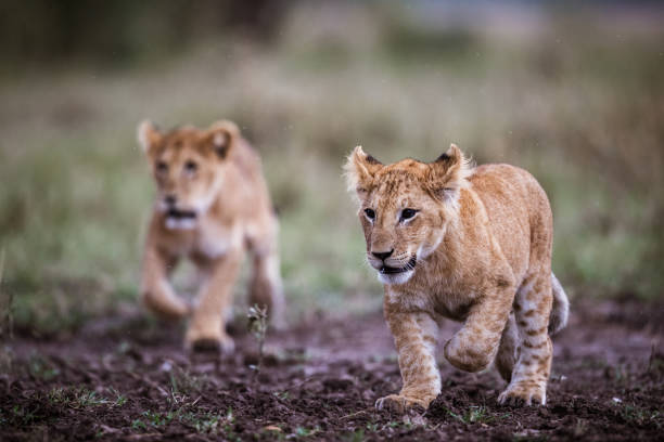 istock Lion cubs walking in nature on rainy day. 1204777440