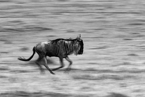 Tiger Walk in African Jungle