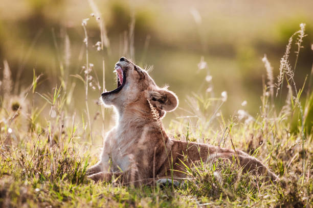 rugido de un cachorro de león. - masai mara national reserve masai mara lion cub wild animals fotografías e imágenes de stock