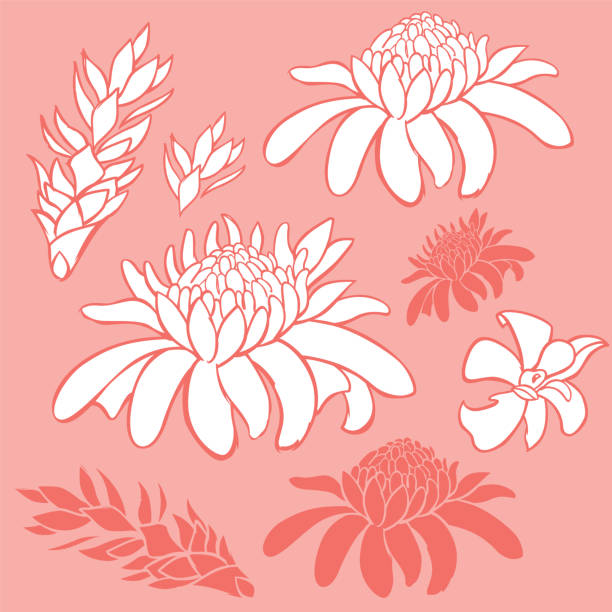 illustrations, cliparts, dessins animés et icônes de éléments de fleurs tropicales vectorielles de gingembre de torche. convient aux brochures, affiches et cartes d’invitation. - torch ginger