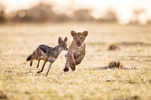 Lion cub chasing jackal in Masai Mara national park. Focus is on lion.