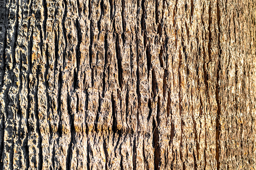 Old wooden shabby part of the trunk of a tree in the forest close up. The texture of the brown bark of the wood used as a natural background, filling a frame.