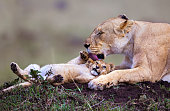 Lion cub with lioness.