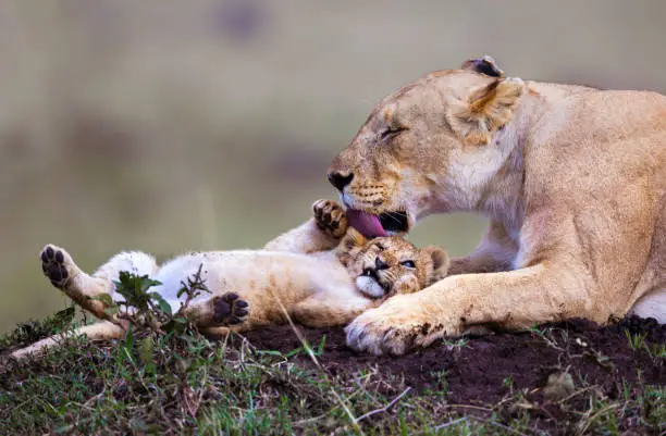 Affectionate lioness with her cub in the wild. Copy space.