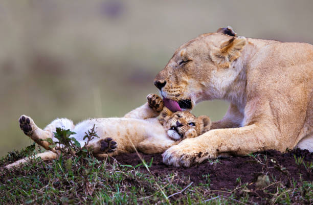 львенок со львицой. - masai mara national reserve lion africa kenya стоковые фото и изображения