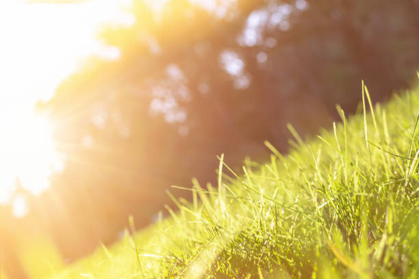 Fresh green leaves of grass with sparkling drops of dew in a meadow in a field close-up in morning bright sunlight. Natural colorful background of spring or summer plants with sun shine. Copy space. Fresh green leaves of grass with sparkling drops of dew in a meadow in a field in morning bright sunlight. Natural colorful background of spring or summer plants close-up with sun shine, copy space. sunset dew stock pictures, royalty-free photos & images