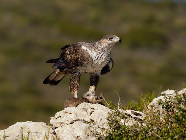 istock Bonelli's eagle, Hieraaetus fasciatus 1204778653