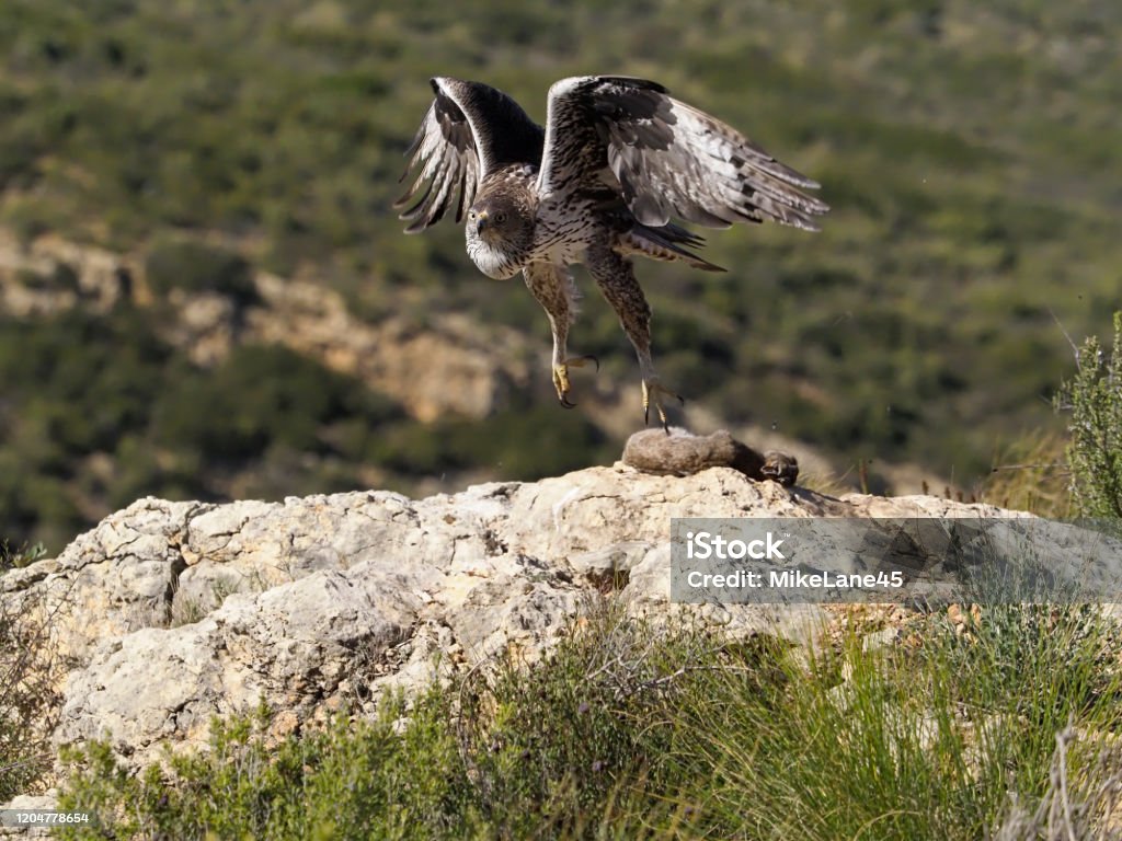 Bonelli's eagle, Hieraaetus fasciatus Bonelli's eagle, Hieraaetus fasciatus, single bird on rock, Spain, January 2020 Animal Stock Photo