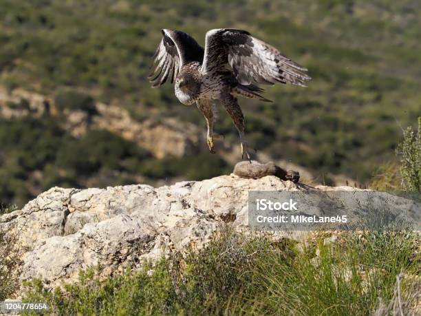 Bonellis Eagle Hieraaetus Fasciatus Stock Photo - Download Image Now - Animal, Animal Wildlife, Bird