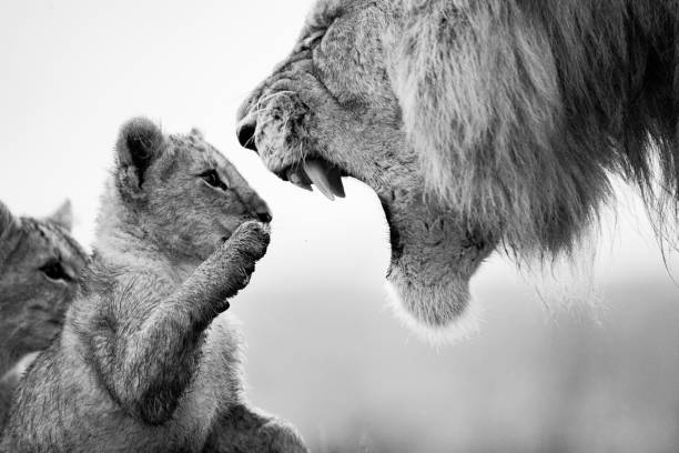 ¡educando al futuro rey león! - masai mara national reserve masai mara lion cub wild animals fotografías e imágenes de stock