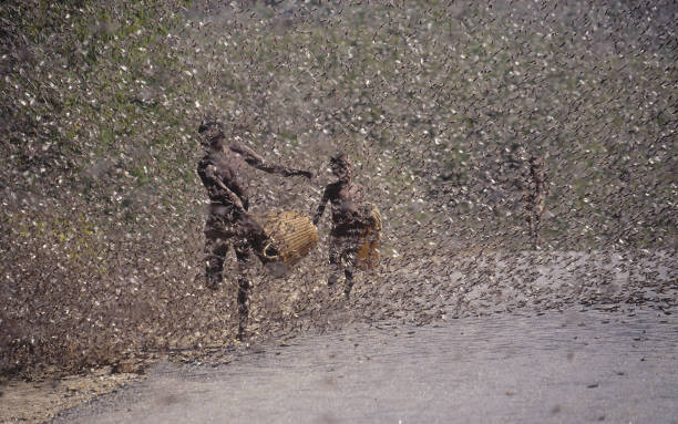 sciame di locuste a kenia - locust swarm of insects insect group of animals foto e immagini stock