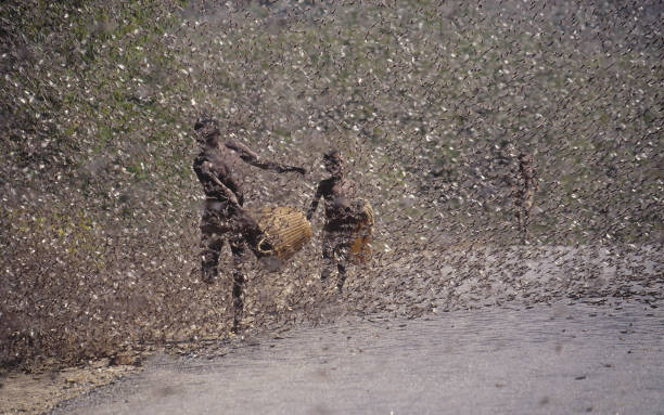Locust swarm in Kenia Swarm of locusts - grasshoppers in northern Kenya. People try to catch the insects  for food. horn of africa photos stock pictures, royalty-free photos & images