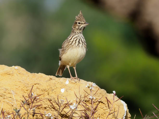 istock Crested lark, Galerida cristata 1204778684