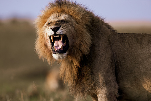 Lion roaring in the wild.