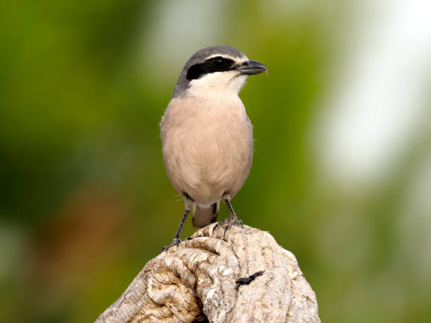 istock Iberian grey-shrike, Lanius meridionalis 1204778752